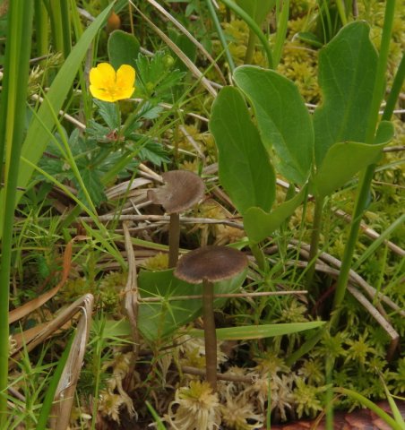 Tephrocybe palustris, Sumpf-Graublatt © K. Pätzold